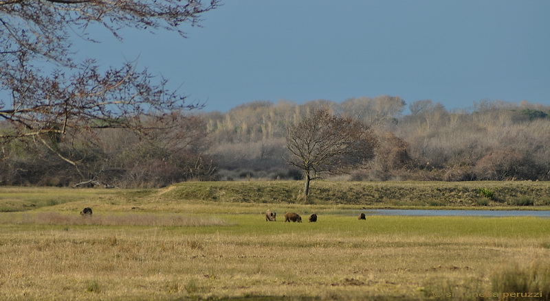 Dalla Sterpaia a Bocca d''Arno